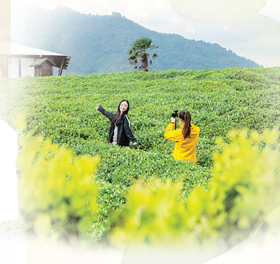 六大茶类有何区别？如何品味不同的茶？