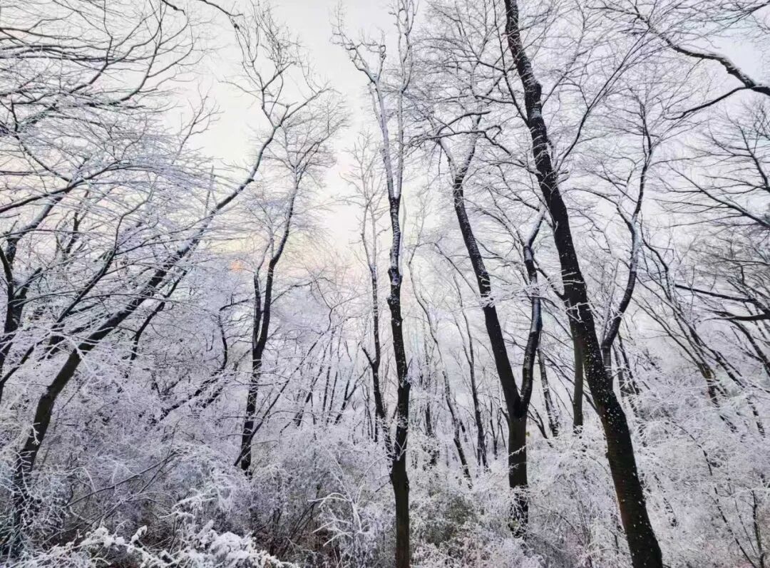 55条预警连发！辽宁再迎降雪降温！