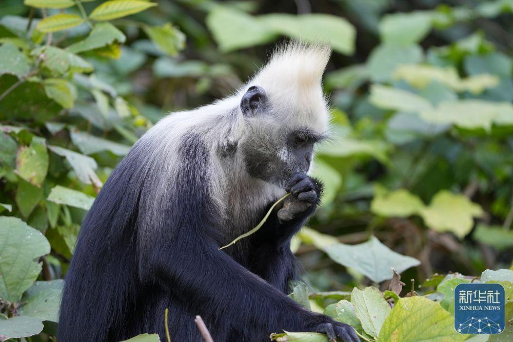 珍稀白头叶猴