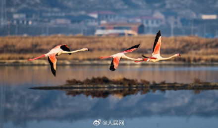 火烈鸟盐湖湿地翩跹美若油画