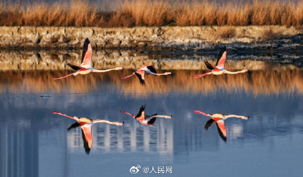 火烈鸟盐湖湿地翩跹美若油画