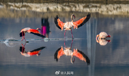 火烈鸟盐湖湿地翩跹美若油画