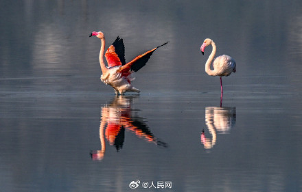 火烈鸟盐湖湿地翩跹美若油画