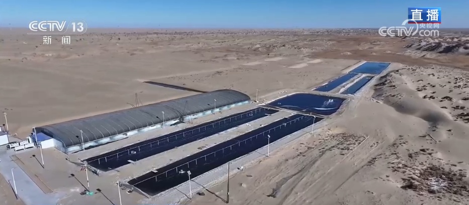 在沙漠实现吃鱼自由 看新疆如何书写“水产奇迹”