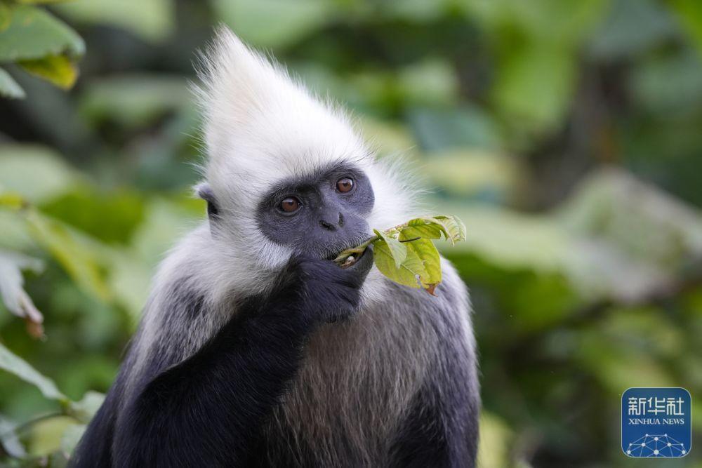 珍稀白头叶猴