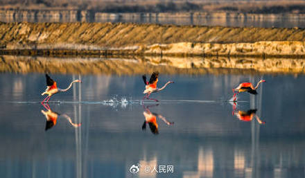 火烈鸟盐湖湿地翩跹美若油画