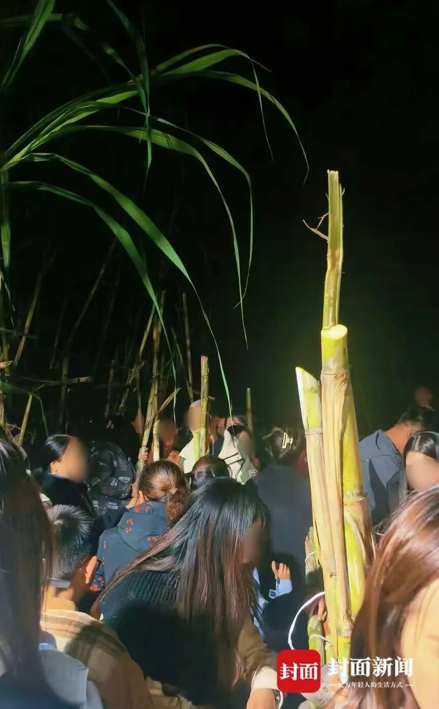 “偷甘蔗”爆火背后：随意踩踏、浪费严重，有人趁乱真偷