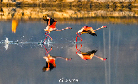 火烈鸟盐湖湿地翩跹美若油画