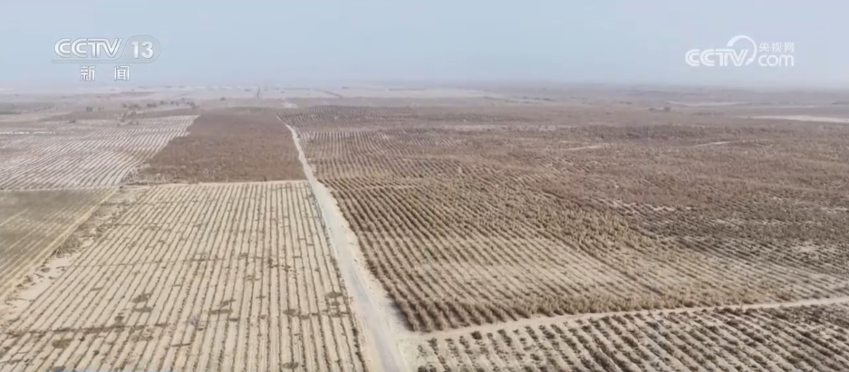 沙漠“盲盒”开出美味物产 解锁“死亡之海”背后的绿色密码