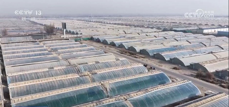 沙漠“盲盒”开出美味物产 解锁“死亡之海”背后的绿色密码