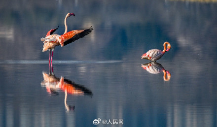 火烈鸟盐湖湿地翩跹美若油画
