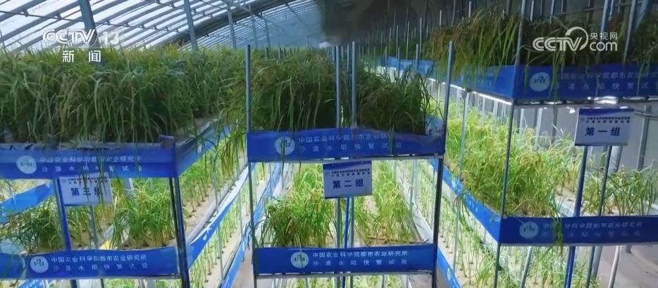 沙漠“盲盒”开出美味物产 解锁“死亡之海”背后的绿色密码