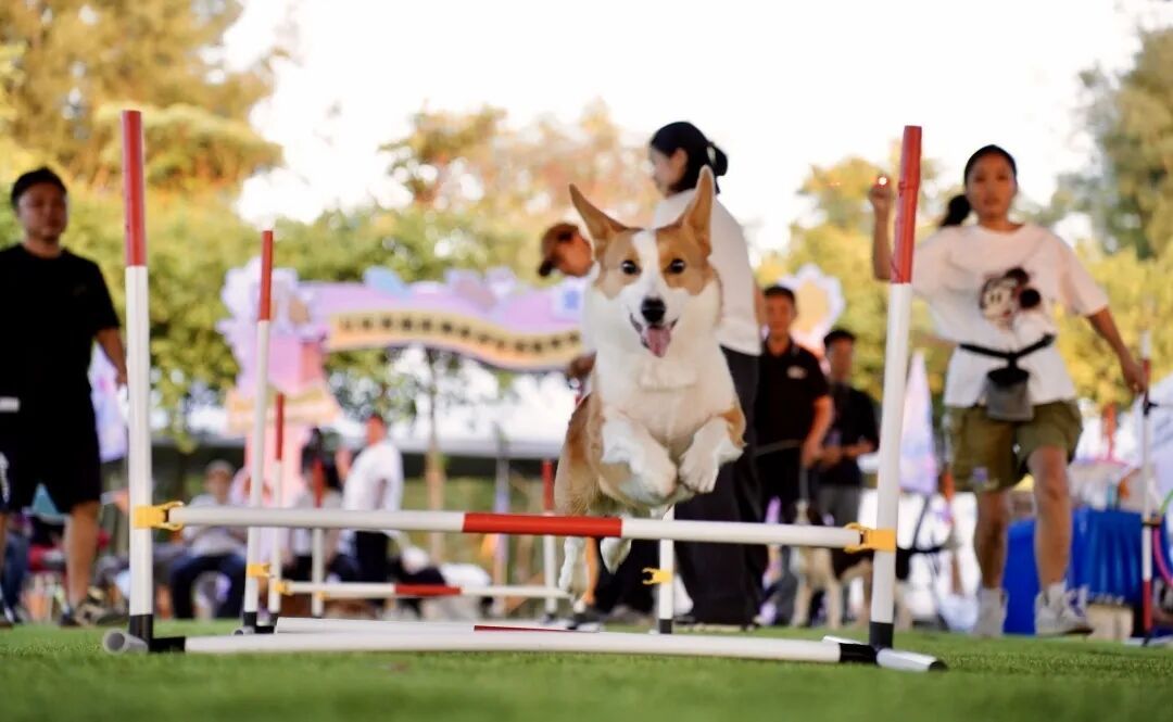 两万元一个狗碗，这届铲屎官的钱也太好赚了
