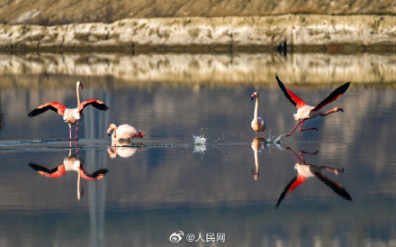 火烈鸟盐湖湿地翩跹美若油画
