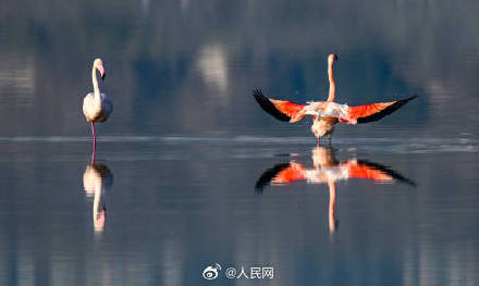 火烈鸟盐湖湿地翩跹美若油画