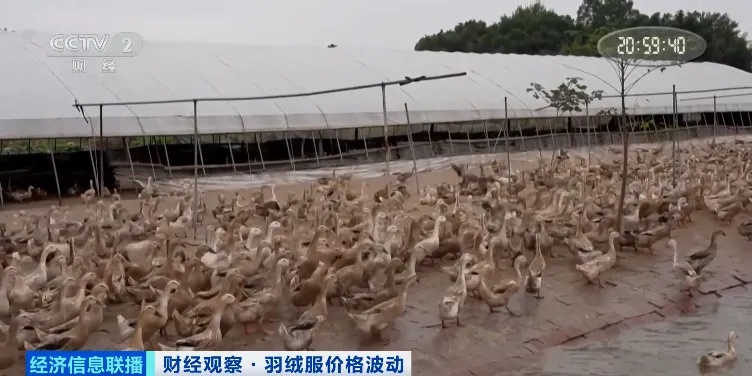 羽绒服价格，明显上涨！你买了吗？