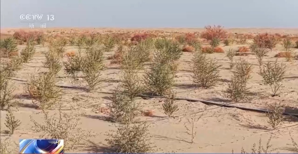 从“死亡之海”到“水产绿洲” 解锁新疆“点沙成金”的密码→ 从“死亡之海”到“水产绿洲” 解锁新疆“点沙成金”的密码→