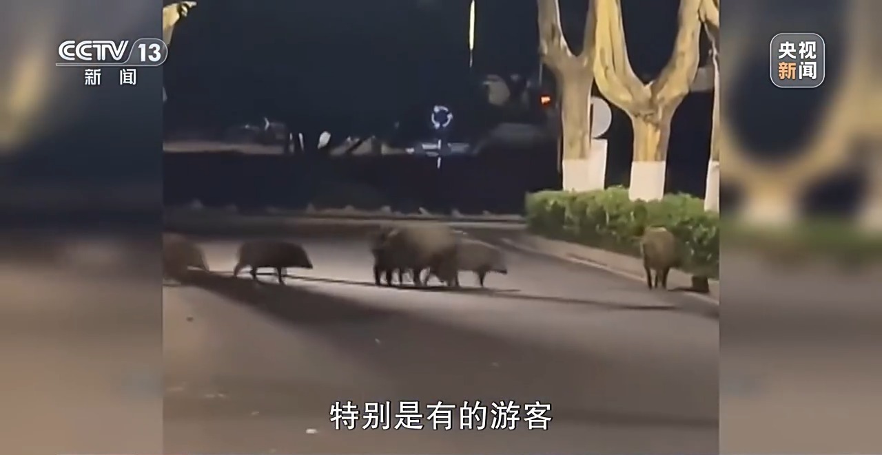 “二师兄”频繁来南京“旅游” 还给城市管理出了道新题