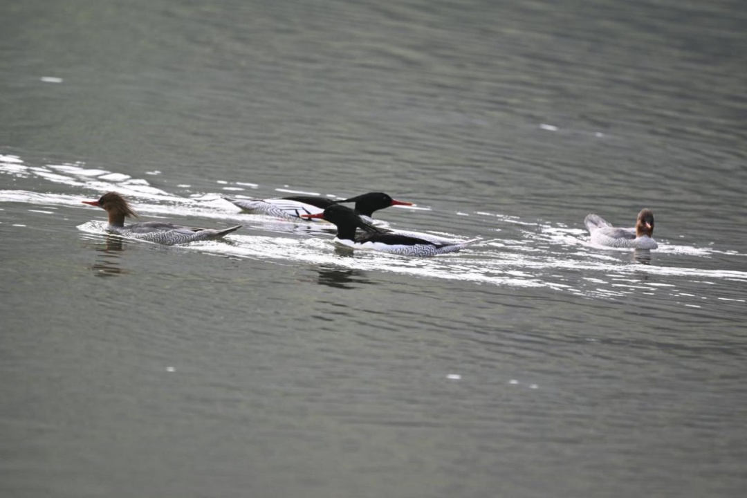 红嘴鸥还没走，这些“鸟界顶流”也组团打卡山城