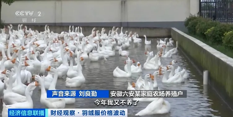 羽绒服价格，明显上涨！你买了吗？