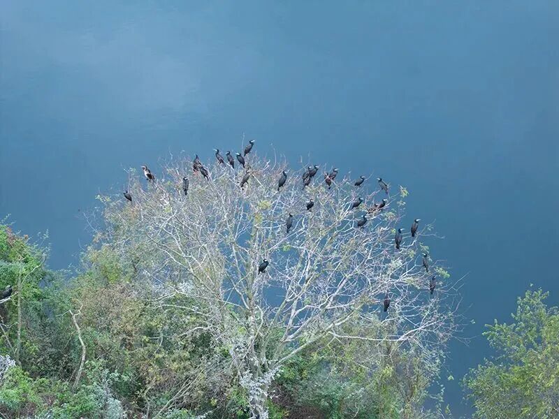 红嘴鸥还没走，这些“鸟界顶流”也组团打卡山城