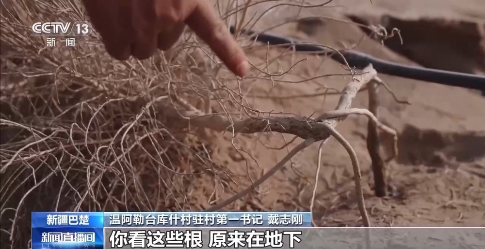 从“死亡之海”到“水产绿洲” 解锁新疆“点沙成金”的密码→ 从“死亡之海”到“水产绿洲” 解锁新疆“点沙成金”的密码→