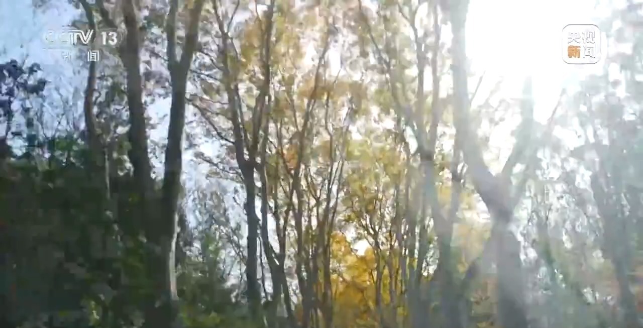 “二师兄”频繁来南京“旅游” 还给城市管理出了道新题