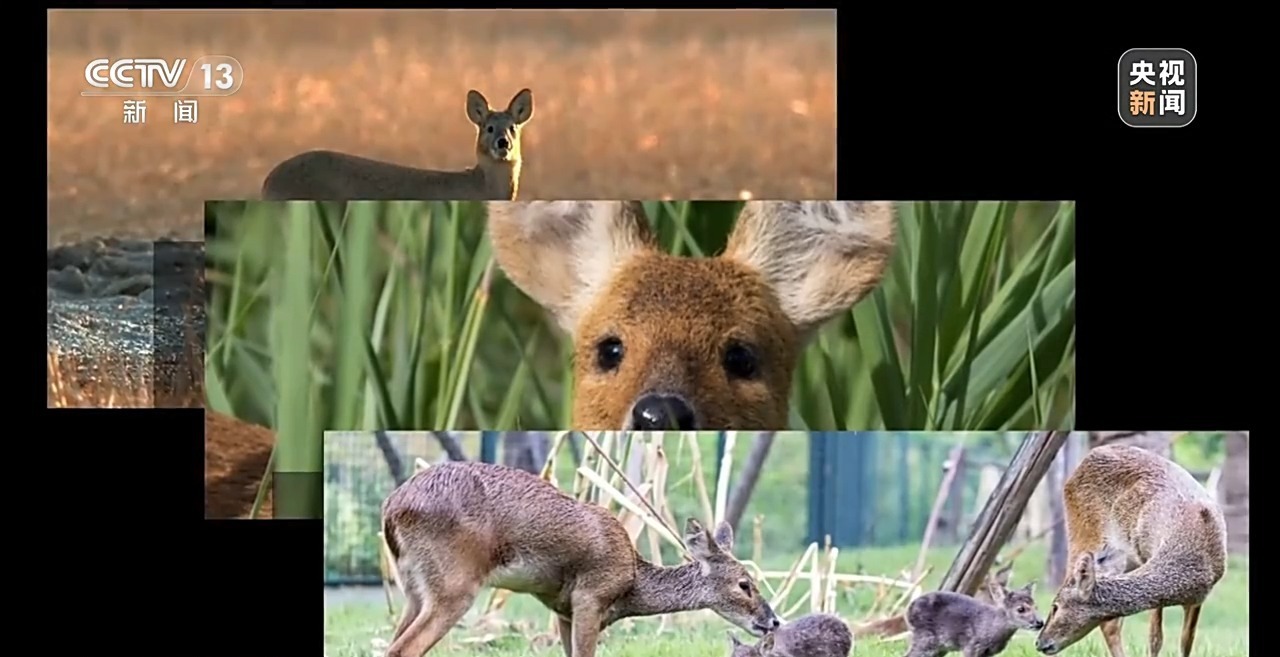 “二师兄”频繁来南京“旅游” 还给城市管理出了道新题