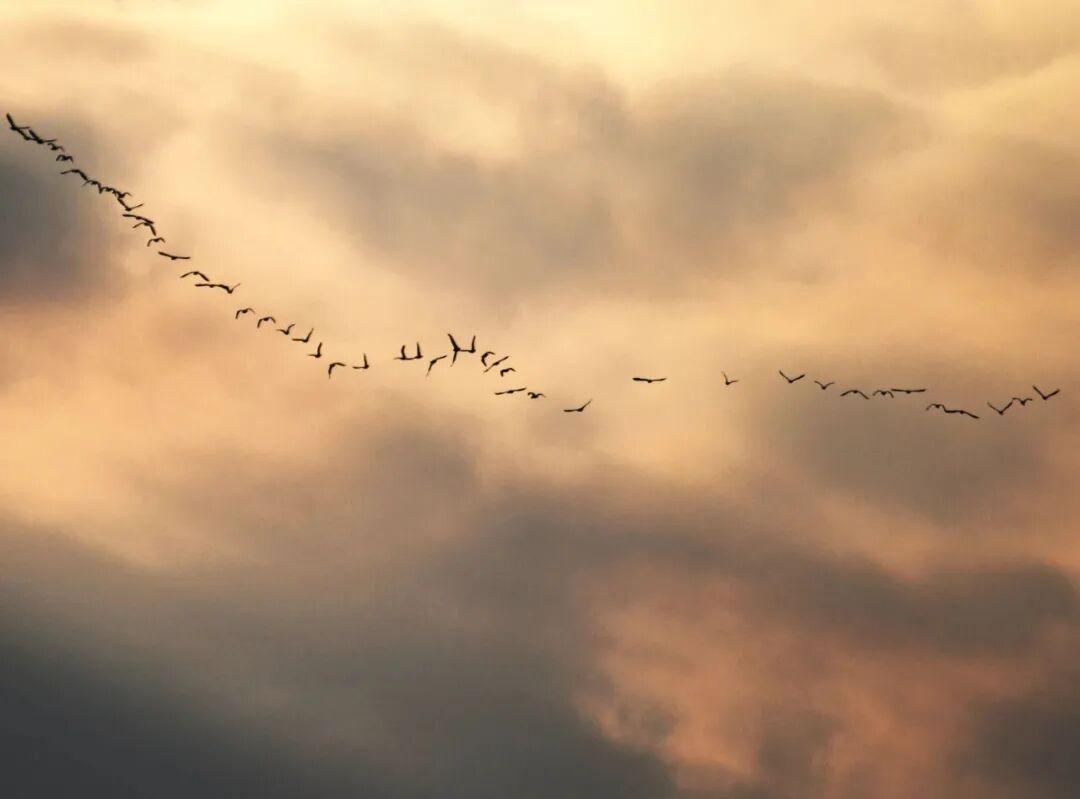 红嘴鸥还没走，这些“鸟界顶流”也组团打卡山城
