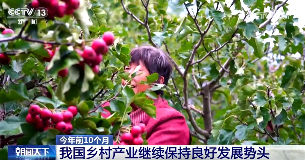 新亮点、新业态“热”力十足助农增收 我国乡村产业蓬勃兴旺、韧性强 新亮点、新业态“热”力十足助农增收 我国乡村产业蓬勃兴旺、韧性强