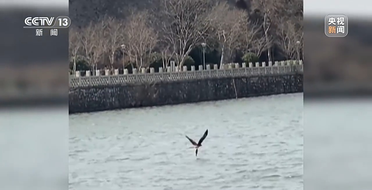 “二师兄”频繁来南京“旅游” 还给城市管理出了道新题