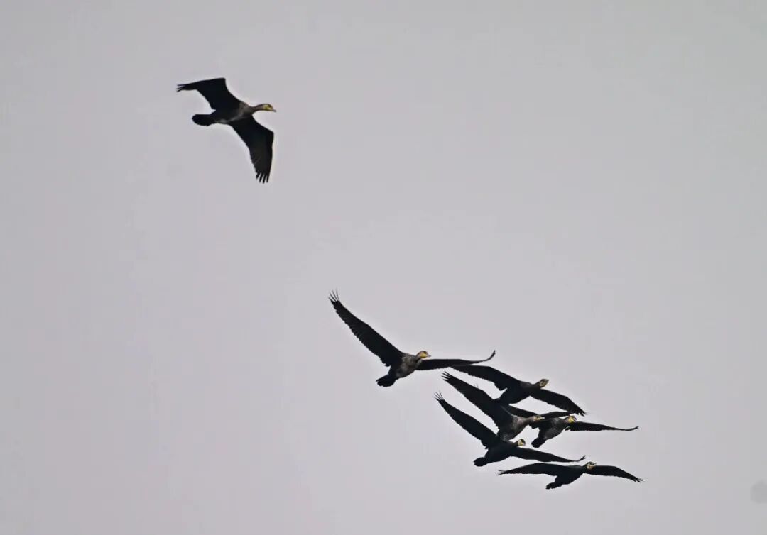 红嘴鸥还没走，这些“鸟界顶流”也组团打卡山城