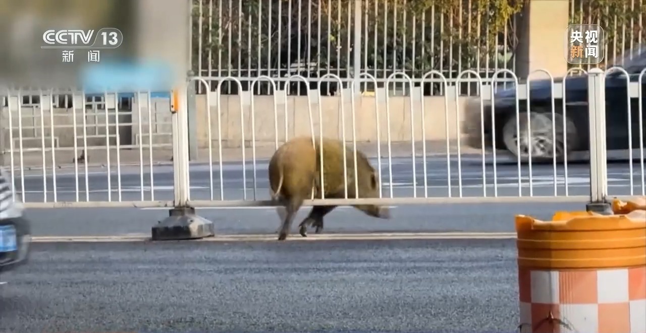 “二师兄”频繁来南京“旅游” 还给城市管理出了道新题