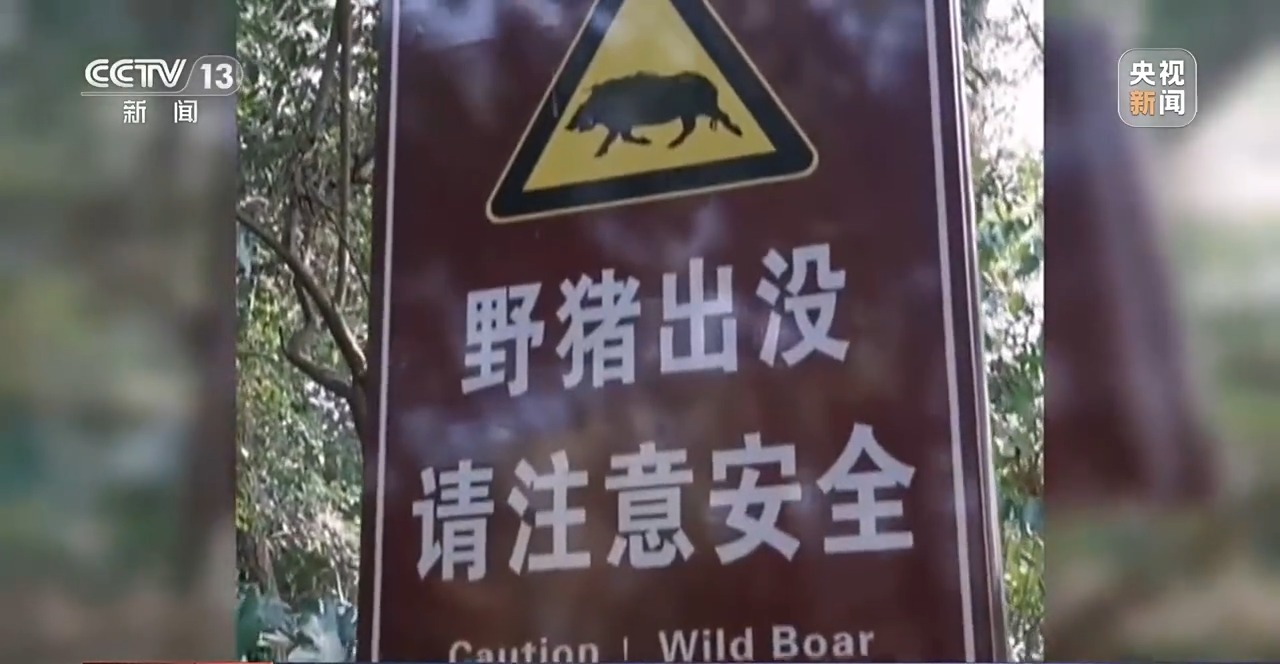 “二师兄”频繁来南京“旅游” 还给城市管理出了道新题