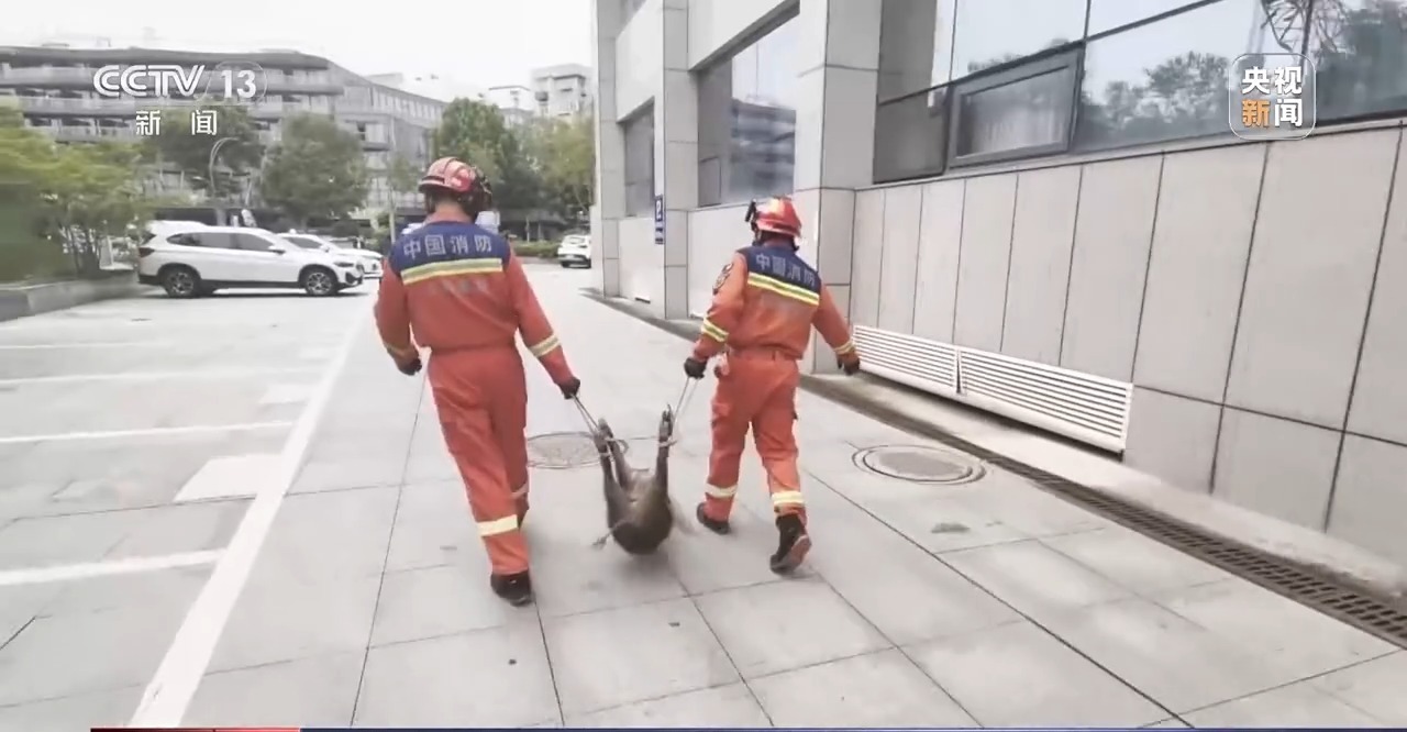 “二师兄”频繁来南京“旅游” 还给城市管理出了道新题