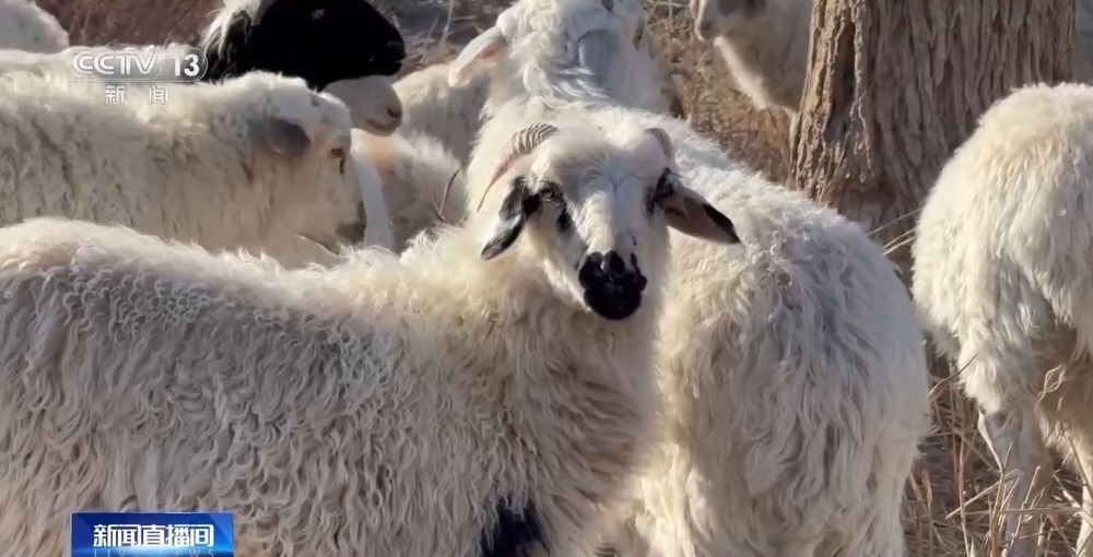 从“死亡之海”到“水产绿洲” 解锁新疆“点沙成金”的密码→ 从“死亡之海”到“水产绿洲” 解锁新疆“点沙成金”的密码→