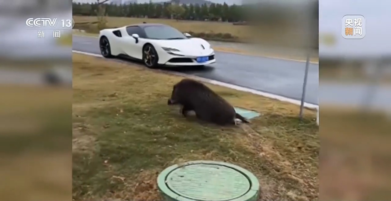 “二师兄”频繁来南京“旅游” 还给城市管理出了道新题