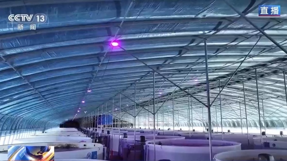 沙漠里如何养海鲜？解锁塔克拉玛干沙漠的水产养殖密码