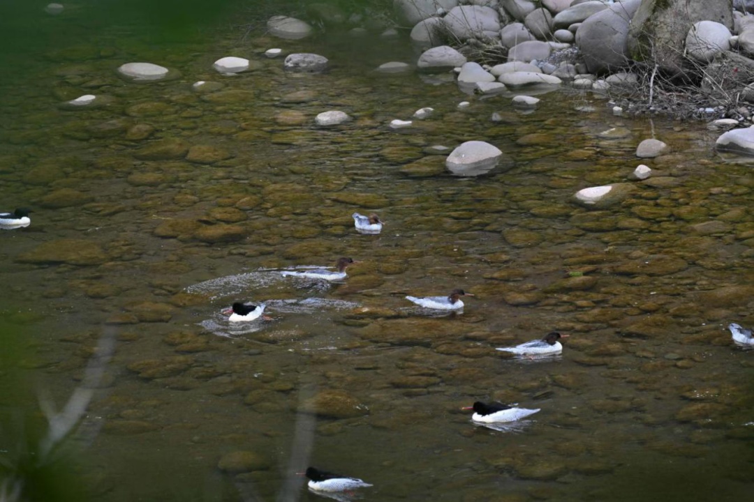 红嘴鸥还没走，这些“鸟界顶流”也组团打卡山城