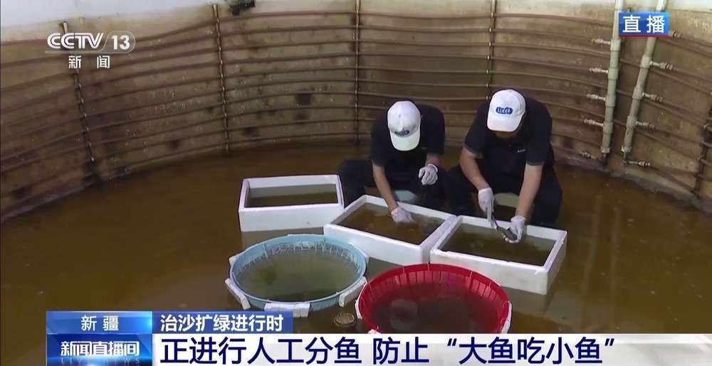 沙漠里如何养海鲜？解锁塔克拉玛干沙漠的水产养殖密码