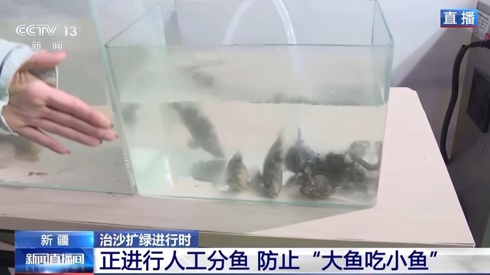 沙漠里如何养海鲜？解锁塔克拉玛干沙漠的水产养殖密码