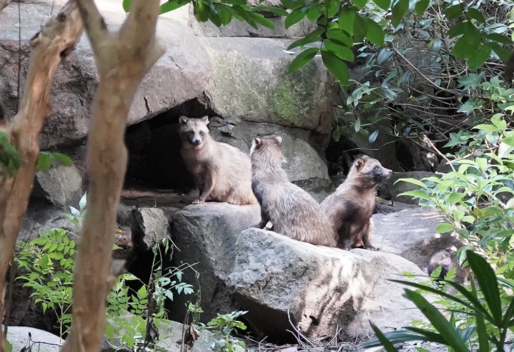 貉“进城”这些年:从冲突到共处,野生邻居与小区居民都有了改变 貉“进城”这些年:从冲突到共处,野生邻居与小区居民都有了改变