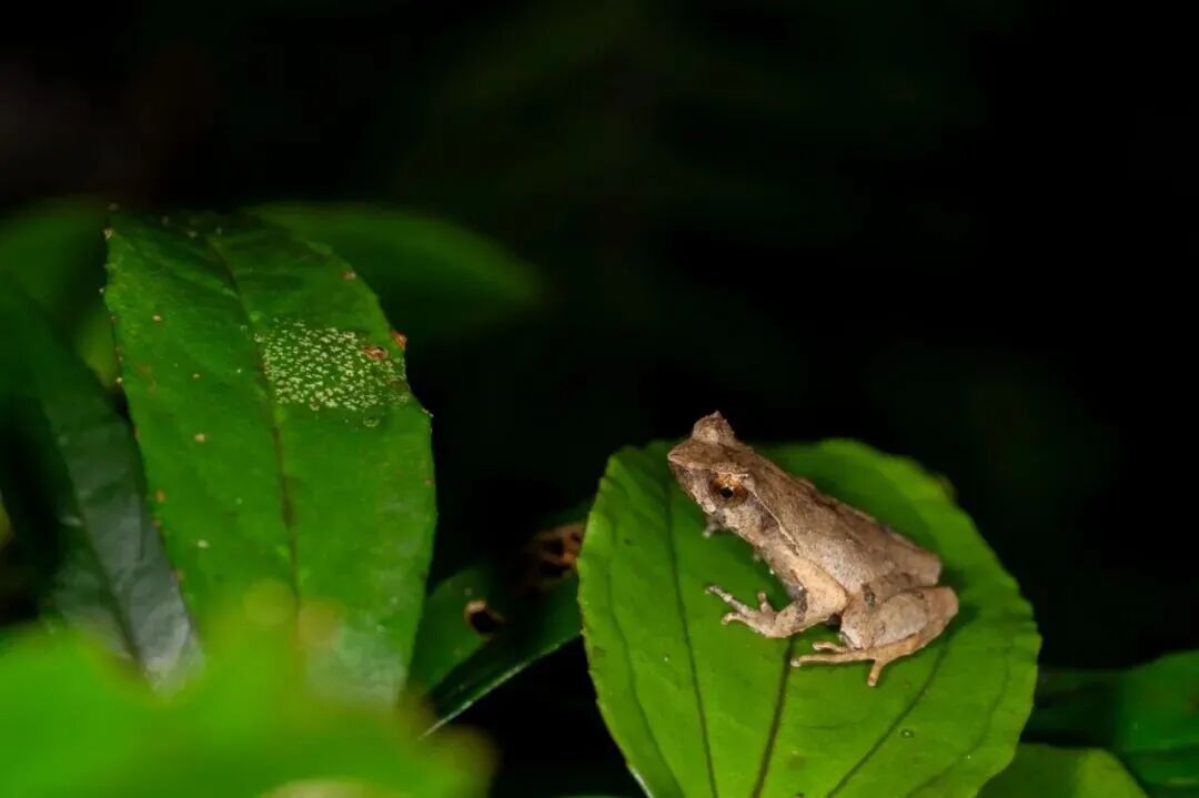 广东发现新物种,名字亮了→ 广东发现新物种,名字亮了→