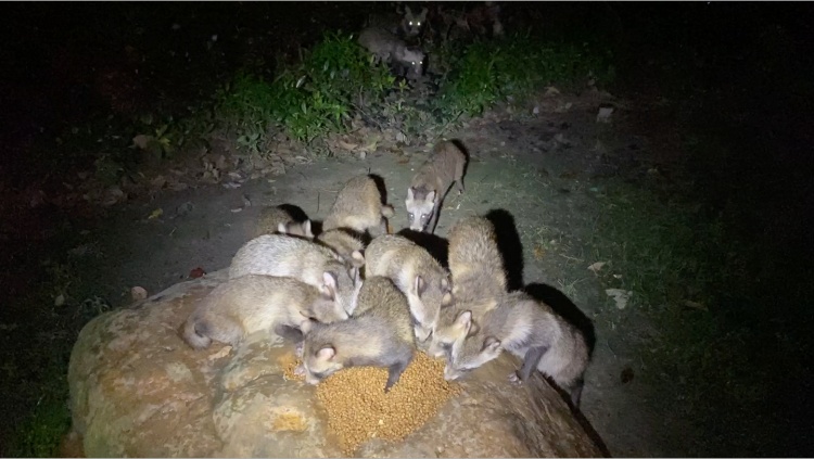 上海又有两个区首次发现!分布区域持续扩大,居民从害怕到逐渐接受 上海又有两个区首次发现!分布区域持续扩大,居民从害怕到逐渐接受