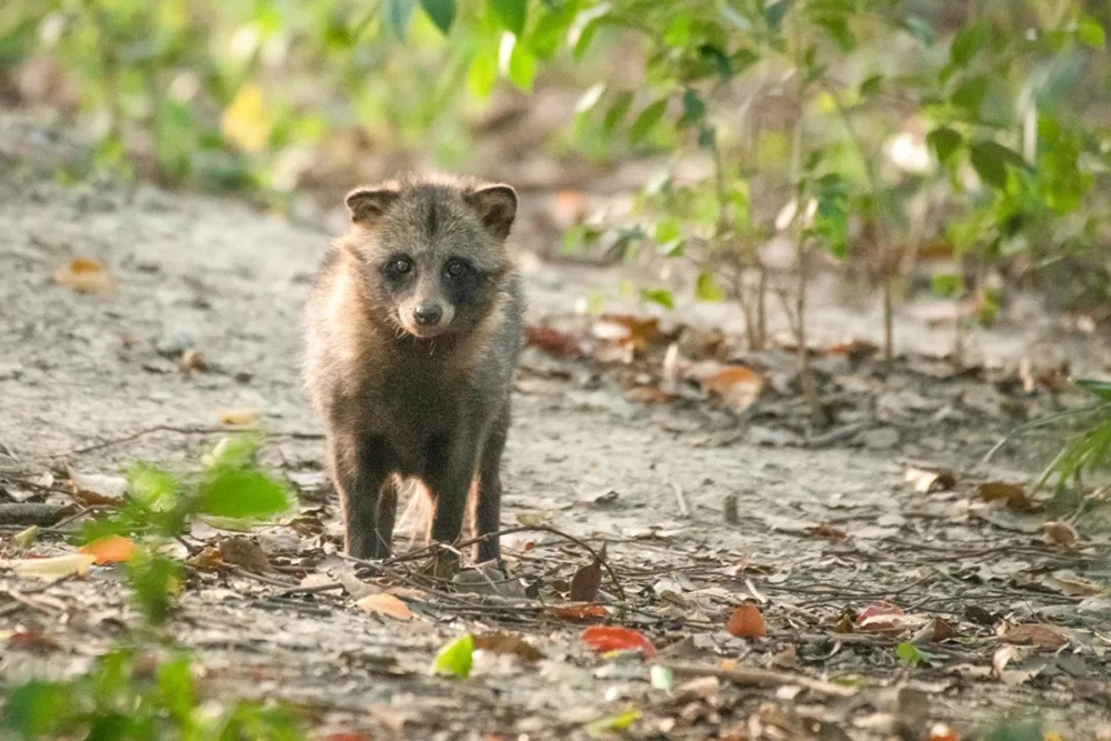 貉“进城”这些年:从冲突到共处,野生邻居与小区居民都有了改变 貉“进城”这些年:从冲突到共处,野生邻居与小区居民都有了改变