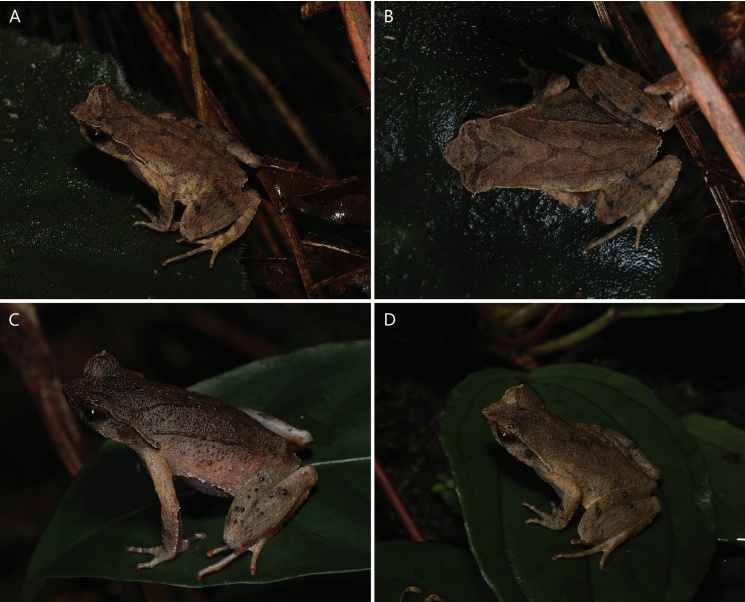 广东发现新物种,名字亮了→ 广东发现新物种,名字亮了→