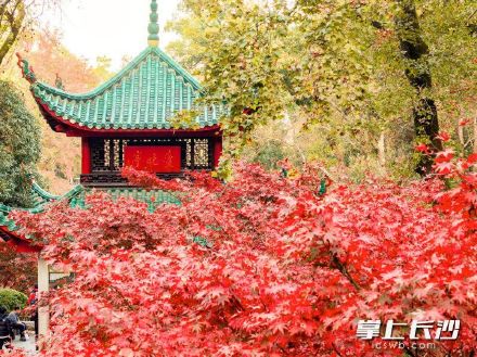 沉醉“枫”景！爱晚亭进入最佳观赏期