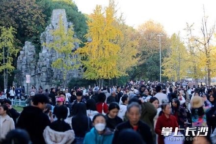 长沙初冬美到让人挪不开眼