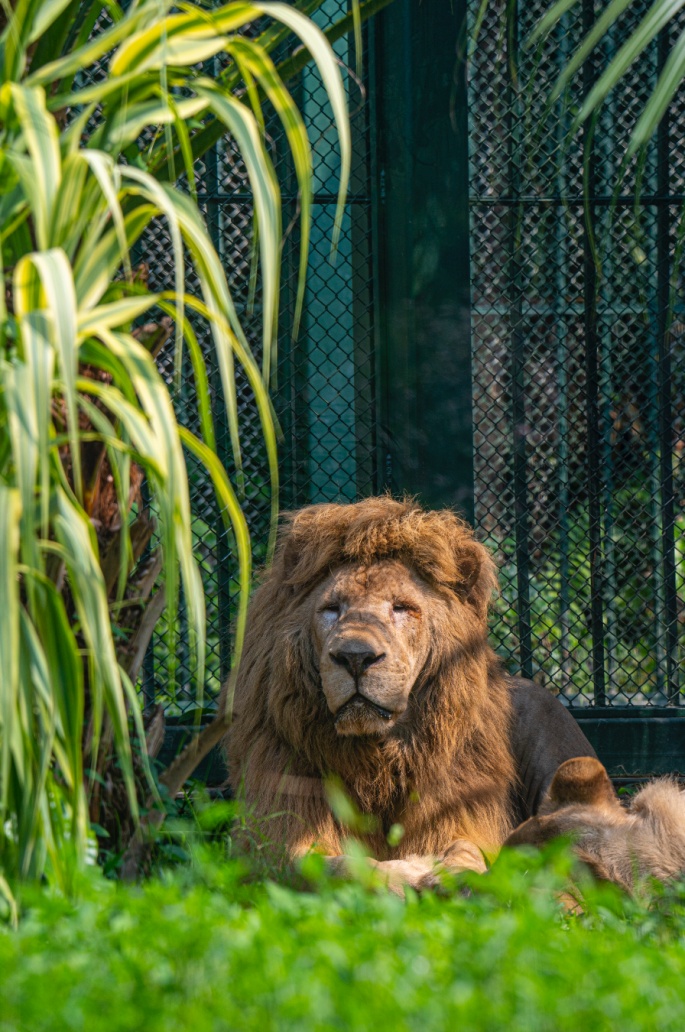 网红“发型狮”阿杭,正式退休 网红“发型狮”阿杭,正式退休