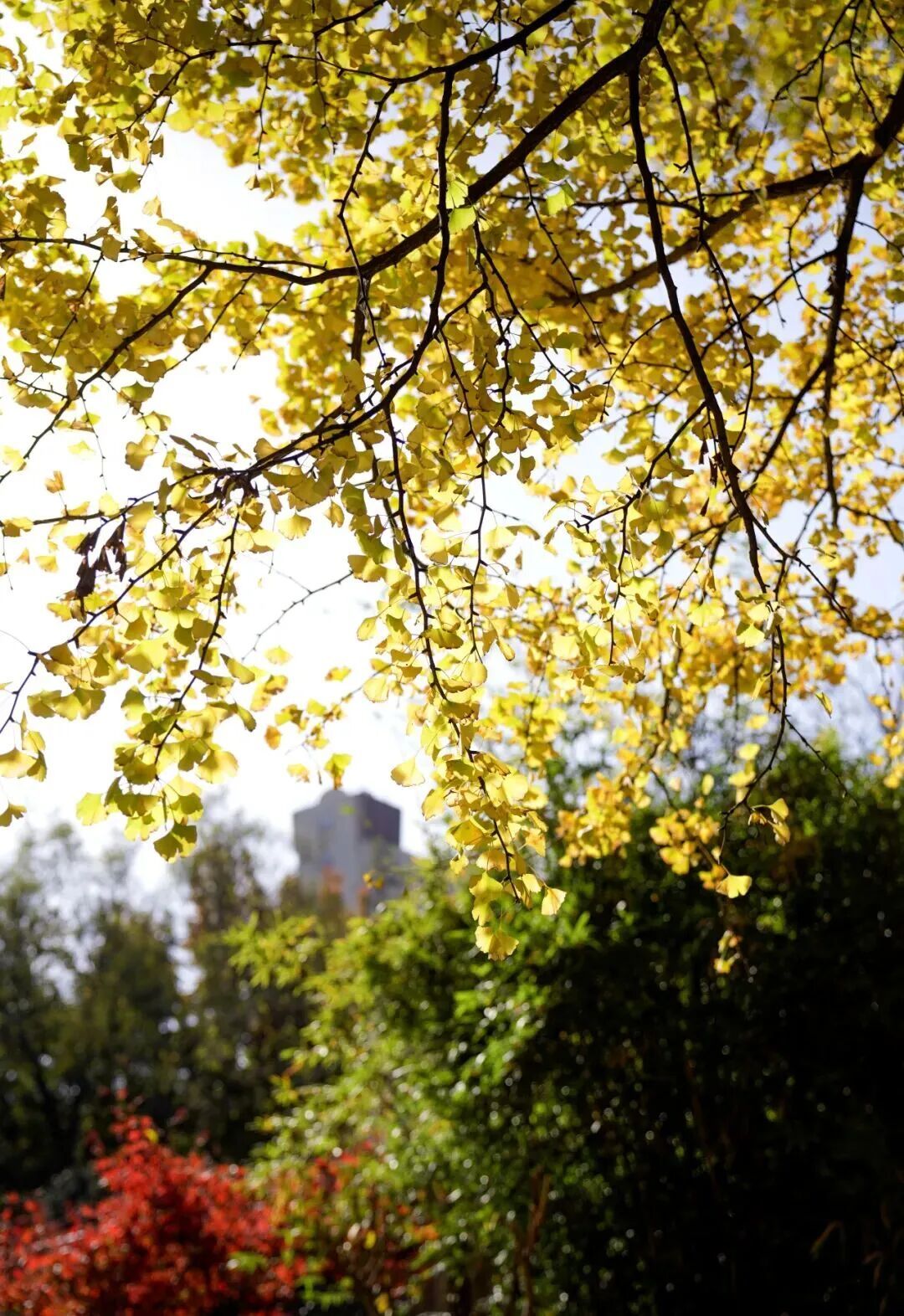 秋日特调！南京“西红柿炒蛋”皮肤已限时上线！